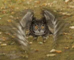 owl_intercept